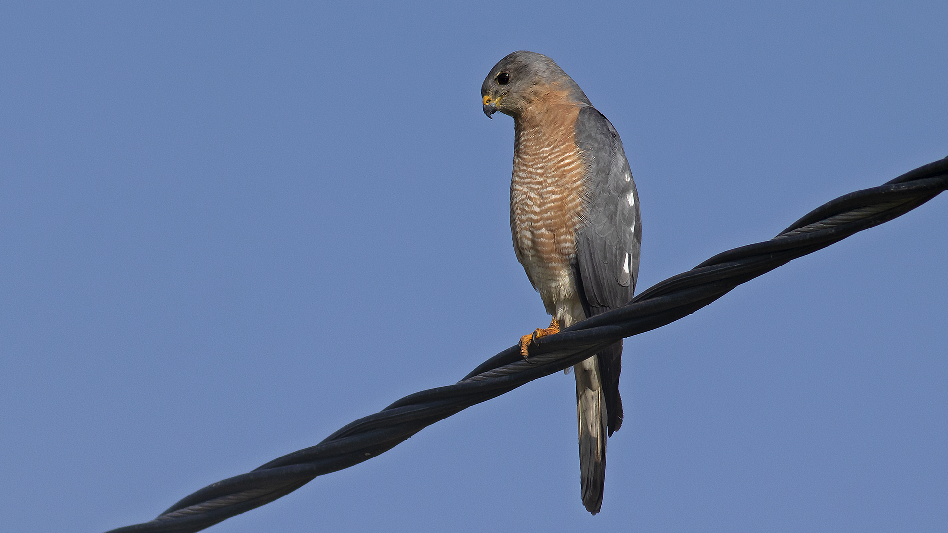 Levant Sparrowhawk
